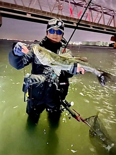 フッコ（マルスズキ）の釣果