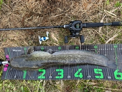 マナマズの釣果