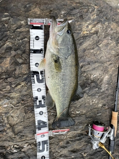 ラージマウスバスの釣果