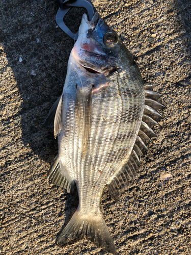 メイタの釣果