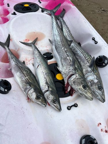 サワラの釣果