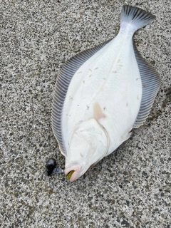 イシガレイの釣果