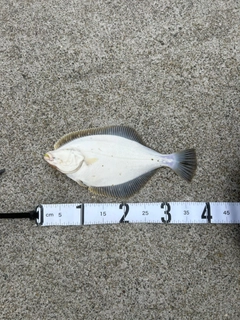 イシガレイの釣果