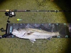 シーバスの釣果