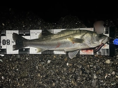 マルスズキの釣果