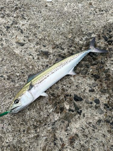 サゴシの釣果
