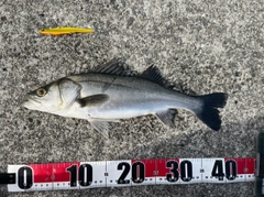 フッコ（マルスズキ）の釣果