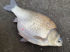 ヘラブナの釣果