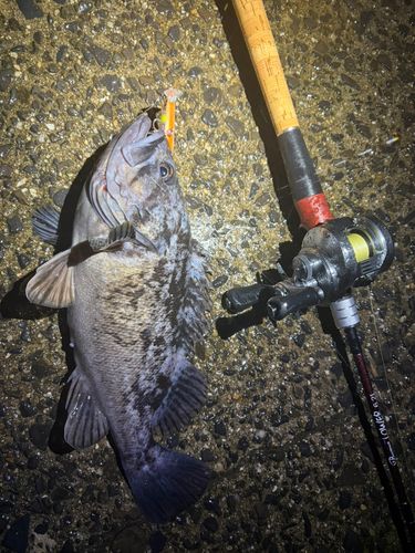クロソイの釣果