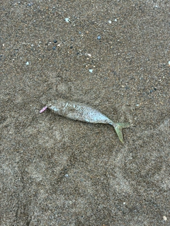 コゾクラの釣果