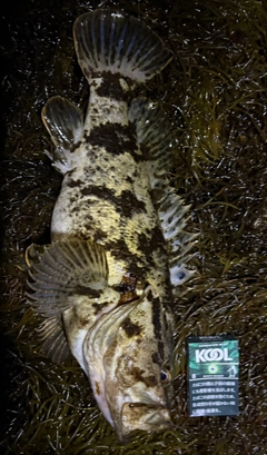 タケノコメバルの釣果