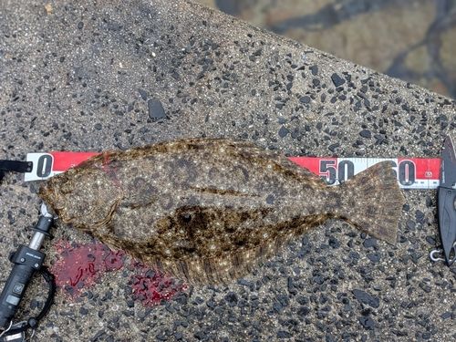 ヒラメの釣果