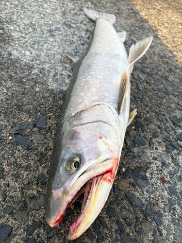 アメマスの釣果