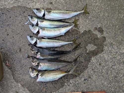 アジの釣果