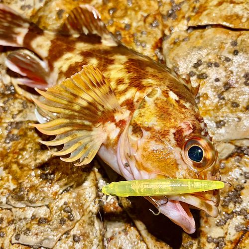 カサゴの釣果