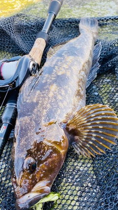 アイナメの釣果