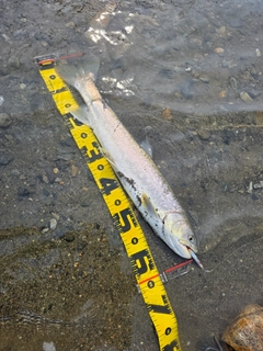 アメマスの釣果