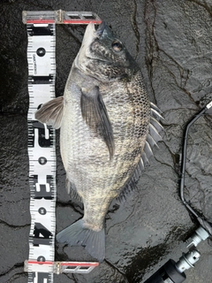 クロダイの釣果