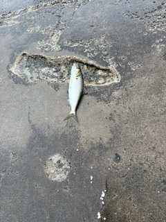 コノシロの釣果