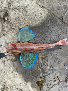 ホウボウの釣果