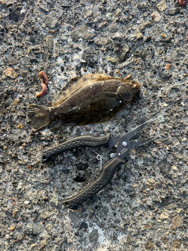 クロガシラガレイの釣果