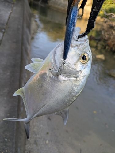 メッキの釣果