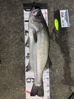 ヒラスズキの釣果