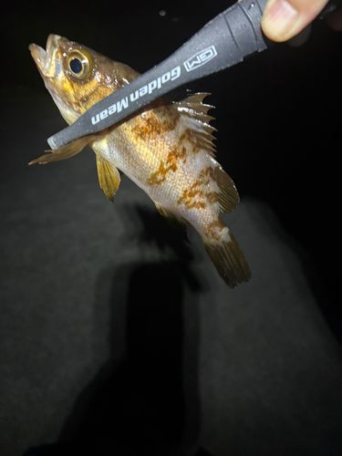 メバルの釣果