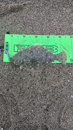 ヒラメの釣果