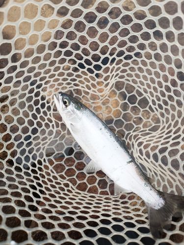 ヒメマスの釣果