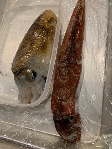 ヤリイカの釣果