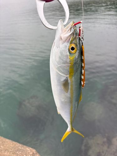コゾクラの釣果