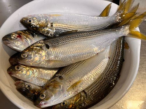 コノシロの釣果
