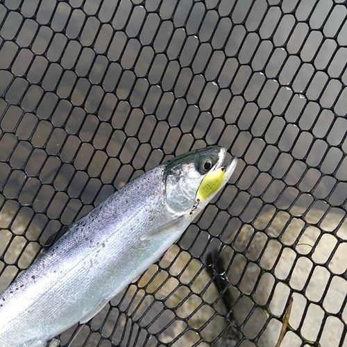 ニジマスの釣果