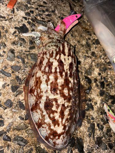 コウイカの釣果
