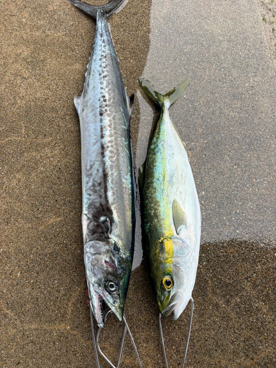 SHIMANO 21コルトスナイパーBB S100MLの最安値・インプレ・釣果 | 本音