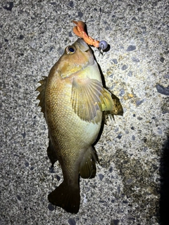 エゾメバルの釣果