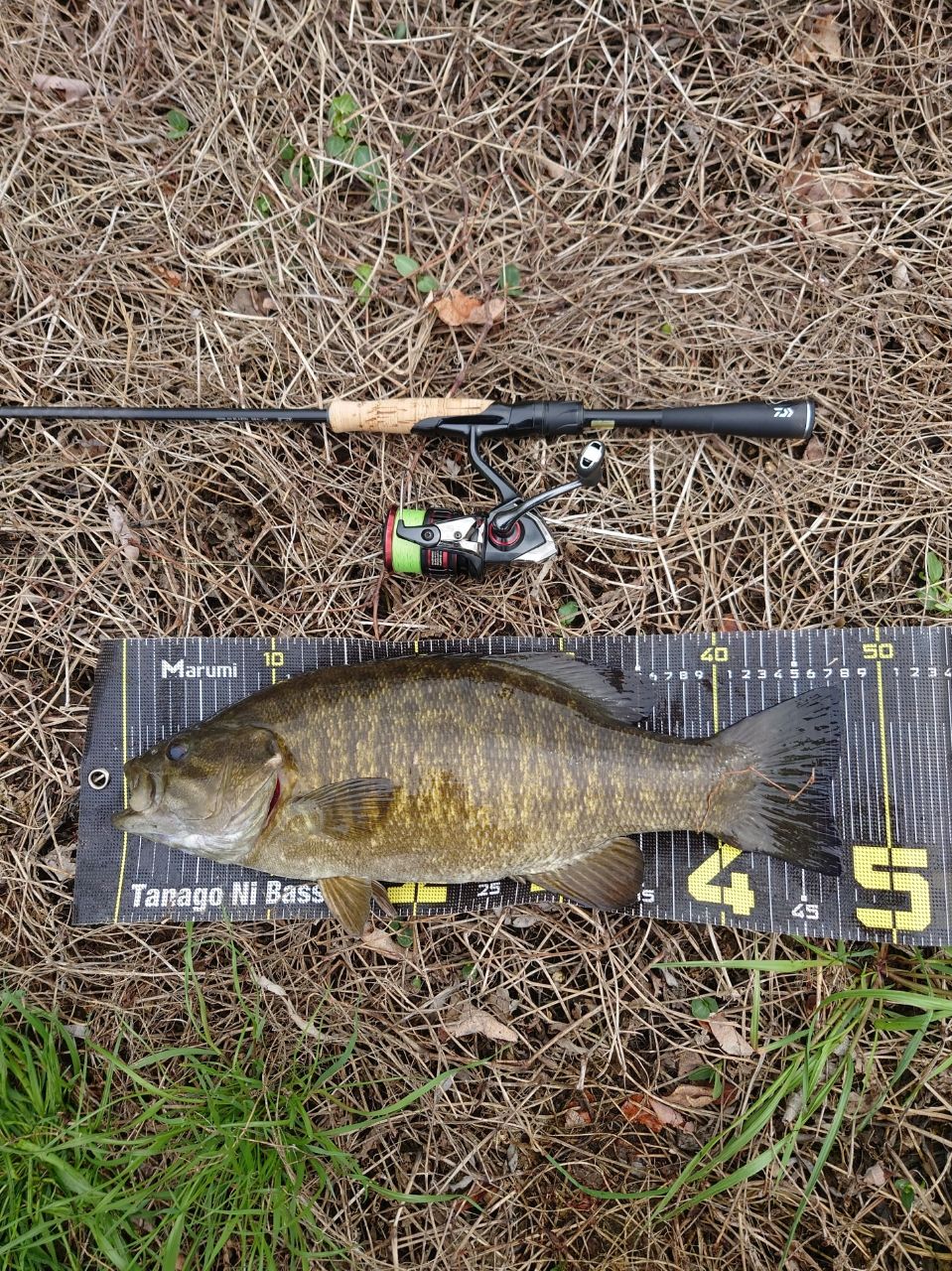 DAIWA 21ブレイゾン S64L-STの最安値・インプレ・釣果 | 本音の口コミ