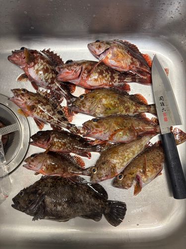 カサゴの釣果