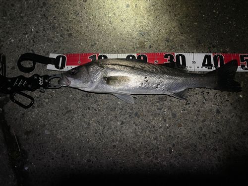 フッコ（マルスズキ）の釣果
