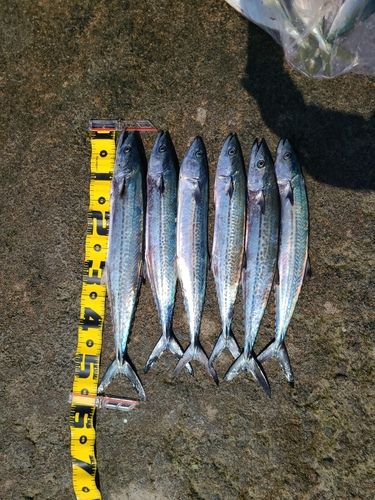 コゾクラの釣果