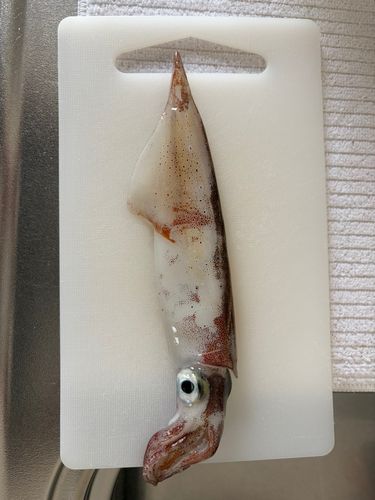 ヤリイカの釣果