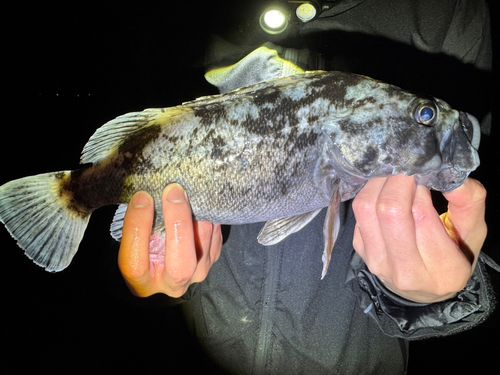 クロソイの釣果