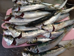 マイワシの釣果