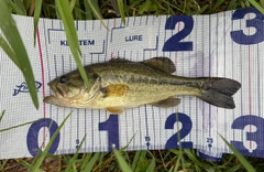 ラージマウスバスの釣果