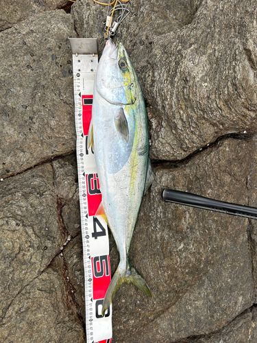 メジロの釣果