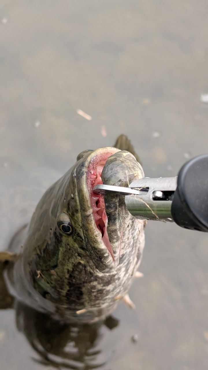 DAIWA 22モバイルパック 666TLの最安値・インプレ・釣果 | 本音の