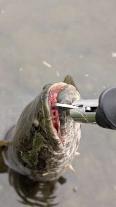 ライギョの釣果