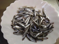 チアユの釣果