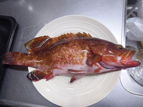 キジハタの釣果